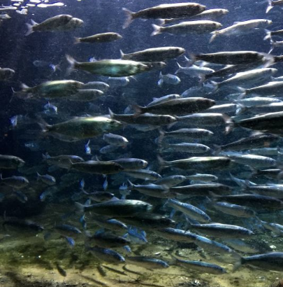 波拉里亞水族館