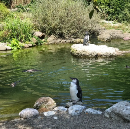 蘇黎世動(dòng)物園