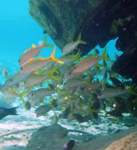 美国帕帕哈瑙莫夸基亚国家海洋保护区
