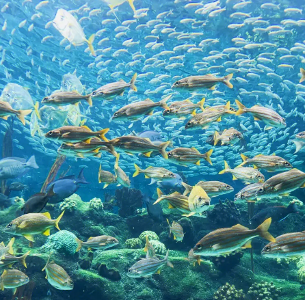 佛州水族馆