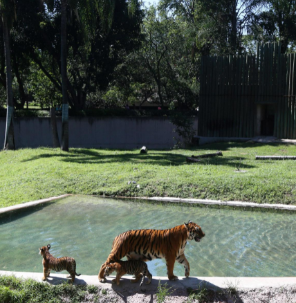 瓜达拉哈拉动物园