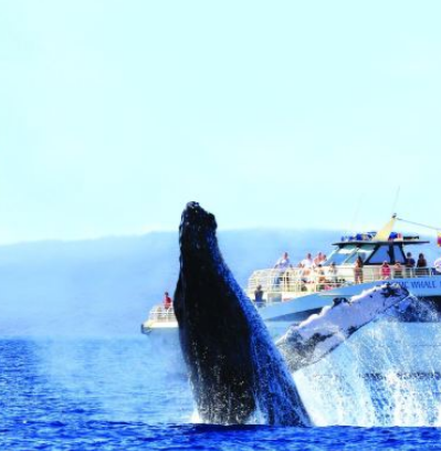 太平洋鲸鱼基金会