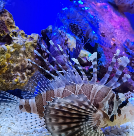 太平洋水族館