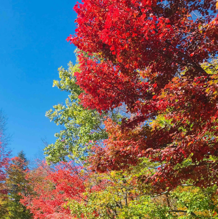 土博白山枫叶林