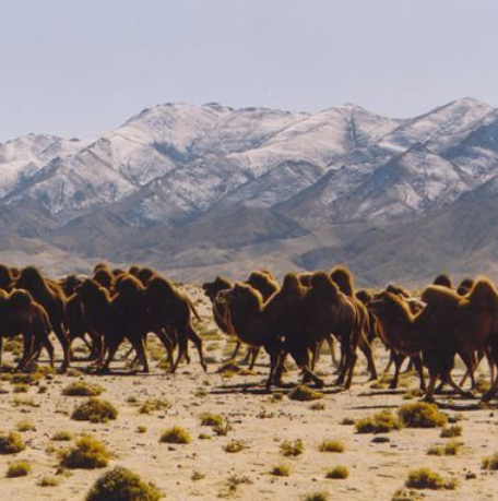 安南坝野骆驼自然保护区