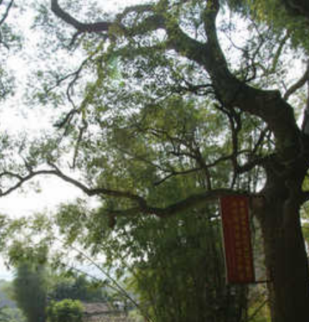 李濟(jì)深歇馬場(chǎng)