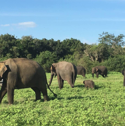 米內(nèi)日亞國家公園