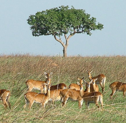 加兰巴国家公园