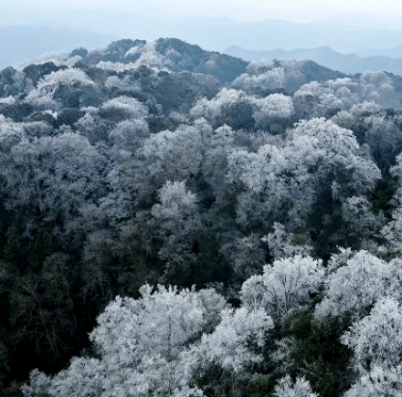 隆林金鐘山