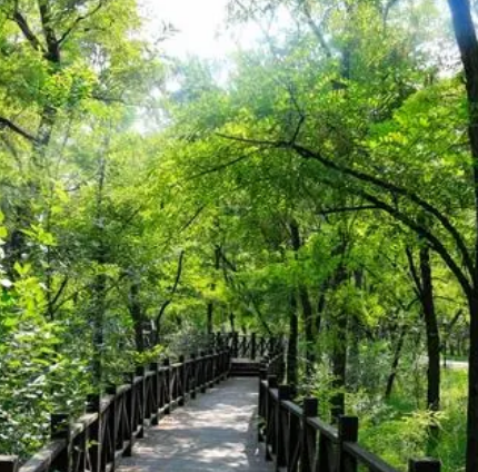 孤岛槐树林温泉旅游区