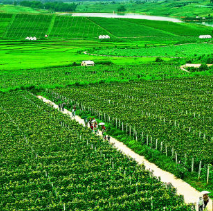 密洛陀野生葡萄红酒酿造基地