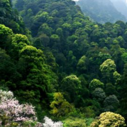 九连山国家级自然保护区