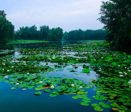 枣庄运河湿地公园图片