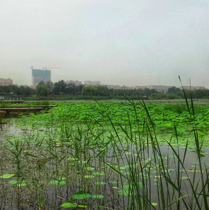济宁任城生态湿地公园