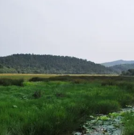 湖里湿地野生稻国家级保护区