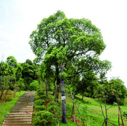 衡阳植物园