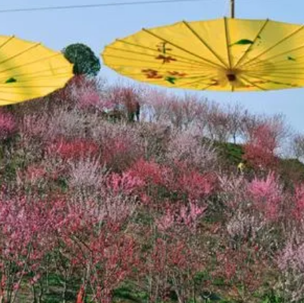 湘潭梅林農業(yè)公園桃花谷