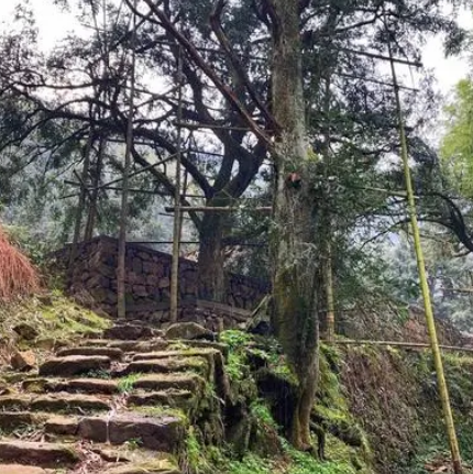 會稽山香榧古道