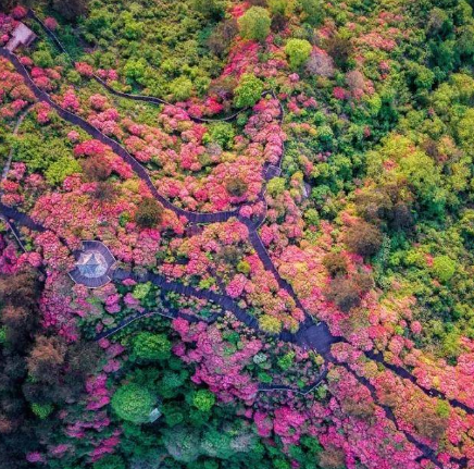 十里杜鵑古道