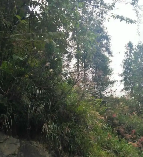 木叶峡谷