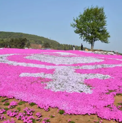 良田芝櫻花莊園