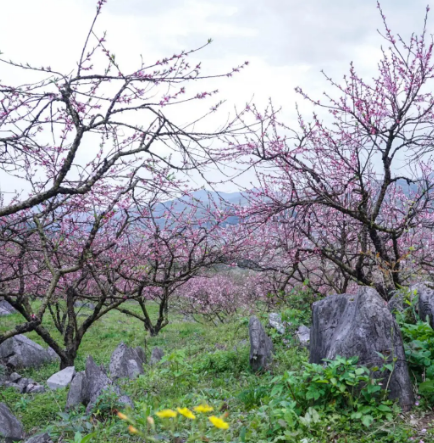 方元桃花溪