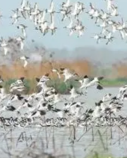 沅江市南洞庭湖湿地水禽自然保护区