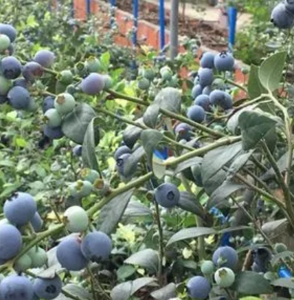 蓝莓生态谷体验园