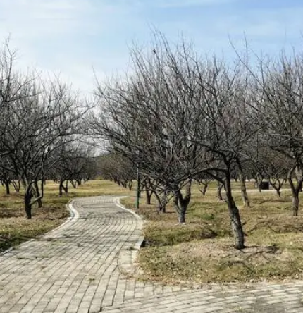 梅子院公園