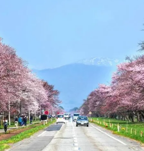 日光公路樱花树