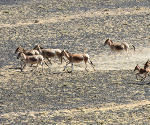 卡拉麦里山有蹄类野生动物自然保护区