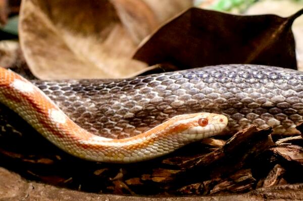 世界十大最长的蛇类