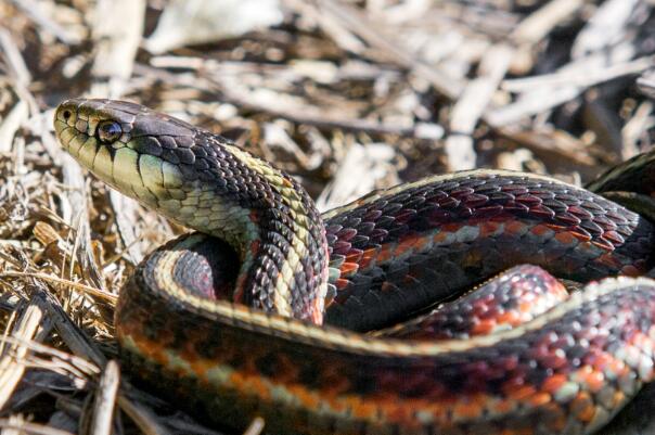 世界十大最长的有毒蛇类