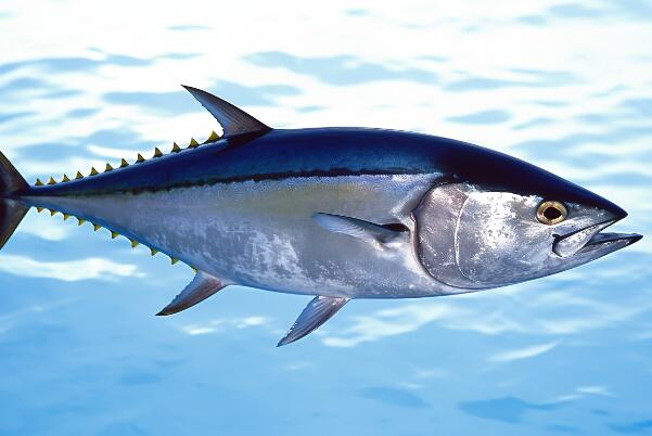 世界十大体型最大的食肉鱼类
