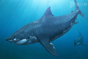 最大的鯊魚排名前十：大白鯊未進前五，第一已經滅絕