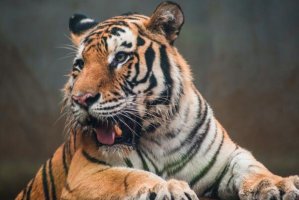 猫科动物体型大小排名：老虎上榜，第四又称金钱豹