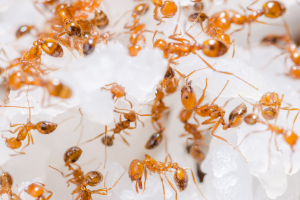 十大最毒的昆虫：红火蚁上榜，第一名每年导致上万人死亡