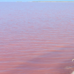 塞内加尔玫瑰湖