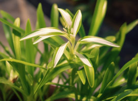 室內(nèi)耐陰植物排名前十：君子蘭白掌上榜，第一種有水就能活