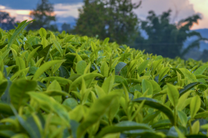 中國十大名茶之鄉(xiāng)：福建安徽上榜，第一是世界茶葉發(fā)源地