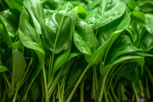 十大耐陰蔬菜排名：菠菜生菜上榜，放在陽(yáng)臺(tái)就能長(zhǎng)