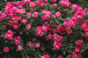 耐熱植物排名前十：月季上榜，溫度越高爆盆越狠