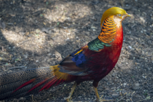 十大名貴鳥：朱擐上榜，第一名是鳳凰原型