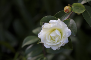 云南八大名花是哪些：山茶花上榜，第七名被誉为世界之花