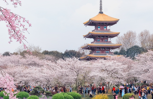 2024国内赏樱花的最佳城市排行榜：第九是千年古都