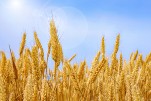 中国十大小麦产量大省排名：河南第一(产量远超3000万吨)
