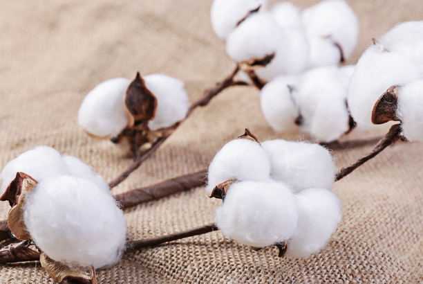 中国十大产棉花大省排名：新疆年产多达500万吨，河南上榜