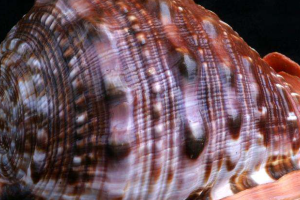 世界十大海螺品种排行榜