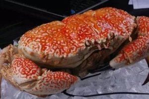 世界十大螃蟹品种排行榜
