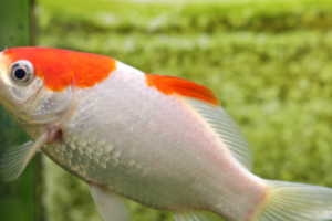 金魚十大品種排?行榜